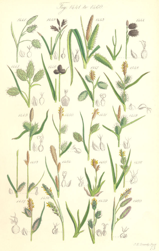 SEDGE FLOWERS. Mud Cyperus Black Yellow Tawny Spiked Vernal Heath. SOWERBY 1890